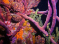   Under pier Bomaire Candy Stripped Sea horse. Night horse  